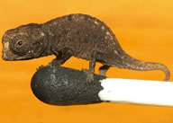 smallest reptile Brookesia micro from Madagascar