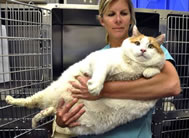 Dr. Jennifer Steketee holds Meow worlds heaviest living cat